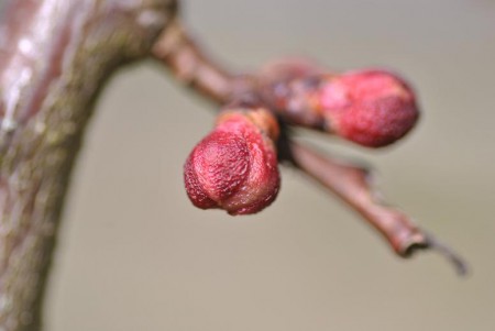 Bouton floral le 30 Mars 2015