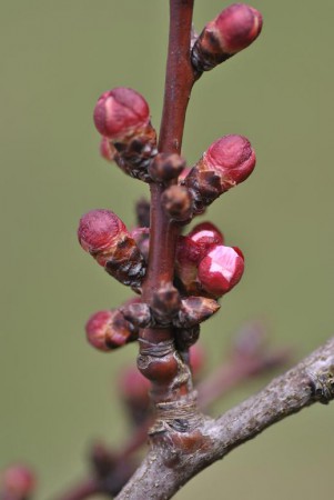 Pétales visibles  le 30 Mars 2015