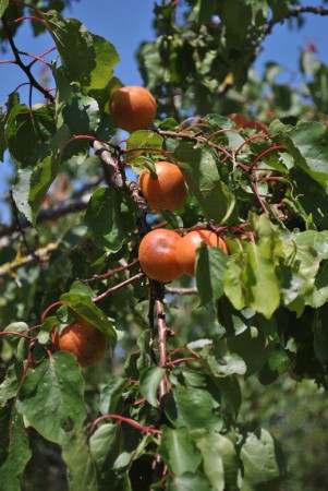 Fructification le 13 juillet 2015