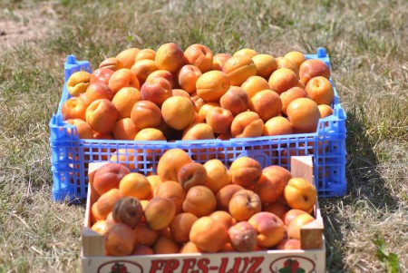 Récolte le 15 juillet 2015