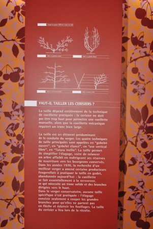 La taille des cerisier. Vaste sujet!