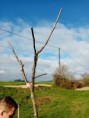 /album/stagiaires-bpa-piquetage-et-plantation-dun-verger-de-15-pommiers-a-etival-clairefontaine/21-jpg26/