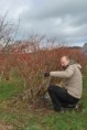 /album/09-mars-taille-des-myrtilliers-arbustifs-vaccinium-corymbosum-a-deycimont-avec-les-stagiaires-bpa-travaux-paysagers-chez-bernadette-masson/10-jpg41/