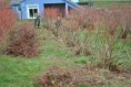 /album/09-mars-taille-des-myrtilliers-arbustifs-vaccinium-corymbosum-a-deycimont-avec-les-stagiaires-bpa-travaux-paysagers-chez-bernadette-masson/16-jpg28/